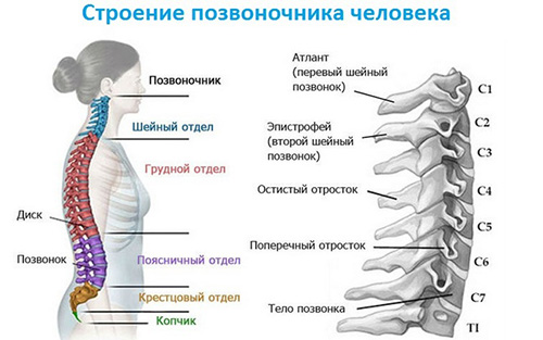 Причины сколиоза шеи